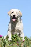 LABRADOR 560